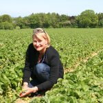 Ulrike Dahl probiert auf den Warnsdorfer Erdbeerfeldern als erste die süßen Früchte