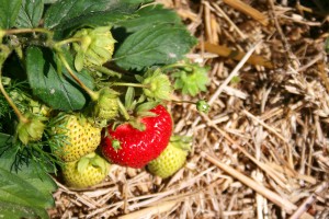 Süß und saftig, köstlich und gesund: die"frechen Früchtchen" von Karls Erdbeerfeldern