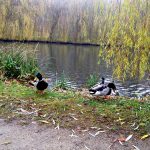 Gefährdete Idylle: Enten am Kurparkteich