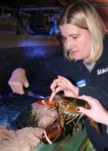 Lucky wird von seinen Fesseln befreit und darf künftig im Aquarium im Sea Llife leben