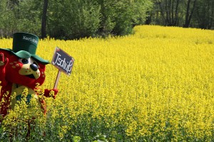 Erdbär Karlchen grüßt aus den Rapsfeldern: "Tschüs" für die Presse-Runde