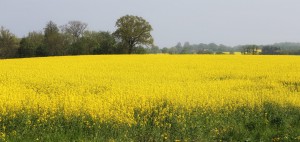 Zauberhafte Landschaft in sonnigen Farben: in Ostholstein blühen die Rapsfelder