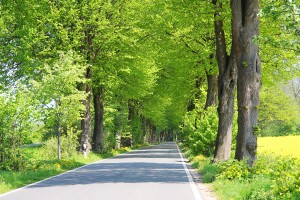 Verträumte Allee am Rapsfeld: links ist ein Fahrradweg für romantische Radler