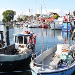 Die idyllische Szenerie macht den Niendorfer Hafen zum beliebtem Ausflugsziel