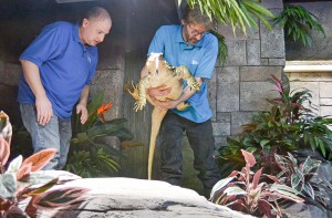 Der Bindenwaran ist der neue Star im Timmendorfer Sea-Life. Das friedliche Prachtexemplar bringt stattliche 14,7 Kilo auf die Wage und kann ein stolzes Alter von 30 Jahren erreichen. Matthew Ford schaute zu, wie Jens Hirzig den Waran hochhob. Foto: KG