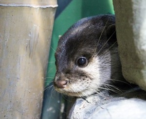 Neugierig erkundet dieser Zwergmarder die Umbauten in seinem Gehege. Foto: Hfr