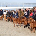 Ein Anblick, den man selten sieht: Die Halter von 24 Rhodesian Ridgebacks trafn sich mit ihren Hunden am Timmendorfer Strand.