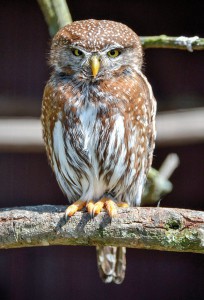 Der Sperlingskauz schaut sich in der Gegend um