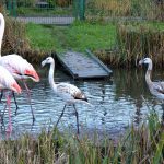 Vogelpark-Zwei-junge-Flamingos