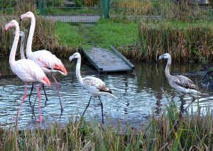 Die kleinen Flamingos tragen noch ihr Jugendgefieder