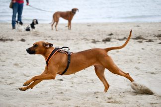 Mit voller Geschwindigkeit sprintet dieser Ridgeback über den Strand, denn im Ziel erwartet ihn sein Lieblingsleckerchen. Foto: Katrin Gehrke