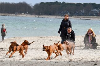 Beim Welpenrennen tobten die vier Monate alten Wurfgeschwister über den Strand. Foto: Katrin Gehrke