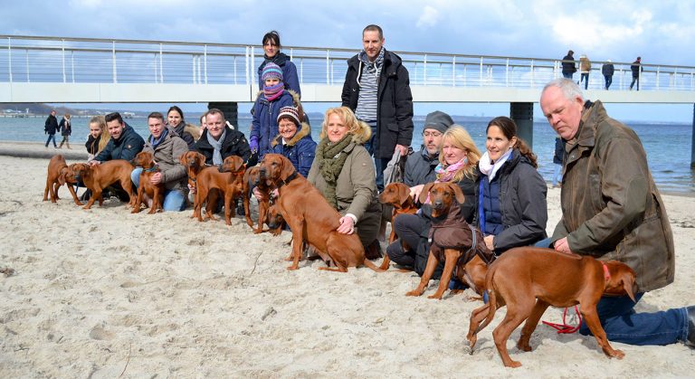 Großfamilie der Löwenhunde trifft sich am Strand