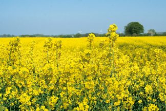 „Fields of Gold“ in Ostholstein: Der Raps ist Gold wert, denn das Rapsöl ist heiß begehrt.