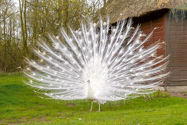 Der weiße Pfau begegnet uns auf dem 2015-Meter-Wegenetz und begrüßt uns balzend mit prächtigem Gefieder