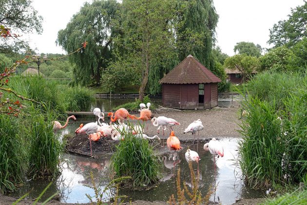 Schon eine Art Wahrzeichen für viele Niendorf-Urlauber: Der Flamingoteich am Eingang zum 2015-Meter-Wegenetz.