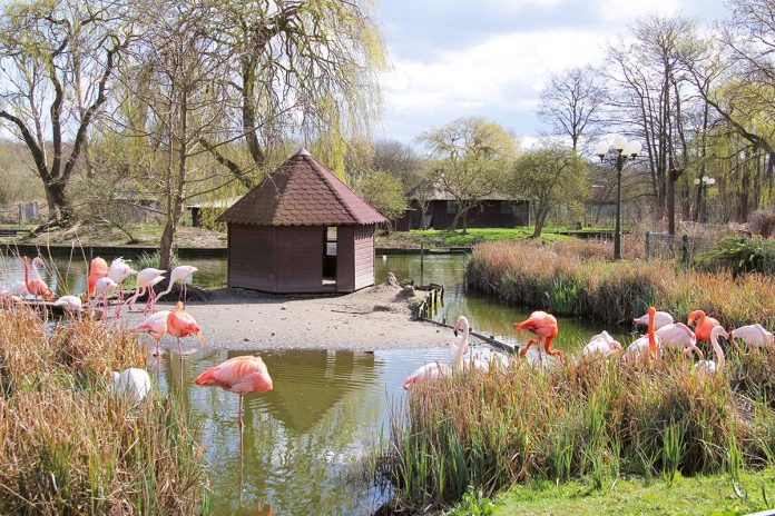 Ausflugsziel im Niendorfer Naturschutzgebiet: Eulen, Enten, Flamingos und Exoten finden im Niendorfer Vogelpark ein behagliches Quartier für sich und den Nachwuchs.