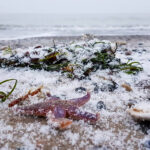Eisige Fundstücke: Am Strand liegen noch die Seesterne, angespült von der Sturmflut Anfang Februar.