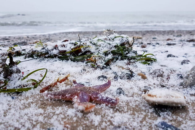 Eisige Fundstücke: Am Strand liegen noch die Seesterne, angespült von der Sturmflut Anfang Februar.