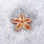 Ein Seestern in Eis und Schnee, angespült beim ersten Wintersturm.