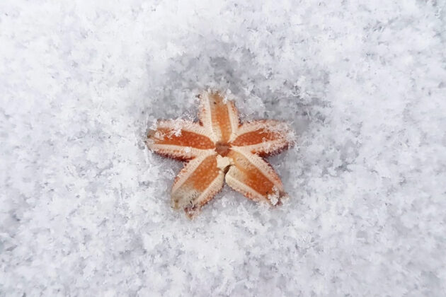 Ein Seestern in Eis und Schnee, angespült beim ersten Wintersturm.