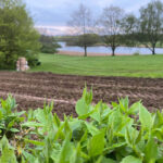 Ganz neu: Weinanbau auf dem Golfplatz am Oeverdiek. Jetzt sollen auf 1,5 Hektar Fläche Trauben wachsen.