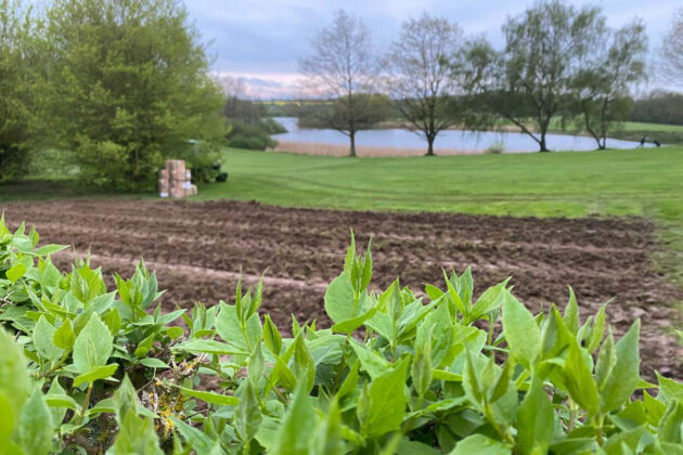 Ganz neu: Weinanbau auf dem Golfplatz am Oeverdiek. Jetzt sollen auf 1,5 Hektar Fläche Trauben wachsen.