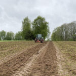 Mit einer Pflanzmaschine, am Trecker befestigt, wurden die Reben eingesetzt.