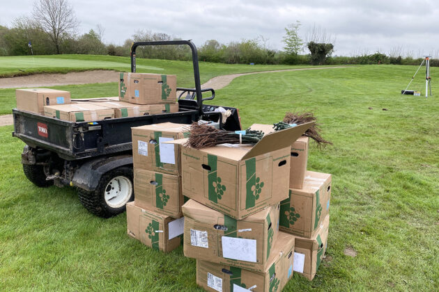 Ganz ungewohntes Bild: Kistenweise stapeln sich die Setzlinge auf dem Golfplatz; in drei Jahren sollen die Trauben geerntet und zu Grauburgunder werden.