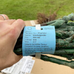 Hier sind die Reben, die jetzt angepflanzt wurden. Insgesamt 5000 Setzlinge sind auf dem Goflplatz angekommen.