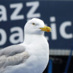 Das schönste Symbol für Jazz am Meer: Die Möwe hört andächtig zu. © Daniel Weth