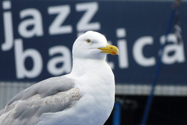 Das schönste Symbol für Jazz am Meer: Die Möwe hört andächtig zu. © Daniel Weth