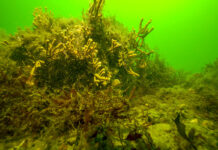 Fakten schaffen für FFBQ: Die Ostsee-Riffe sind weg