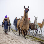 Sie sind entspannt, lieb und freundlich zu jedermann. Die Lama-Wanderung am Strand ist für die ganze Familie ein schönes Urlaubserlebnis.