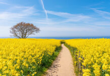 Radeln und wandern durch „Fields of Gold“