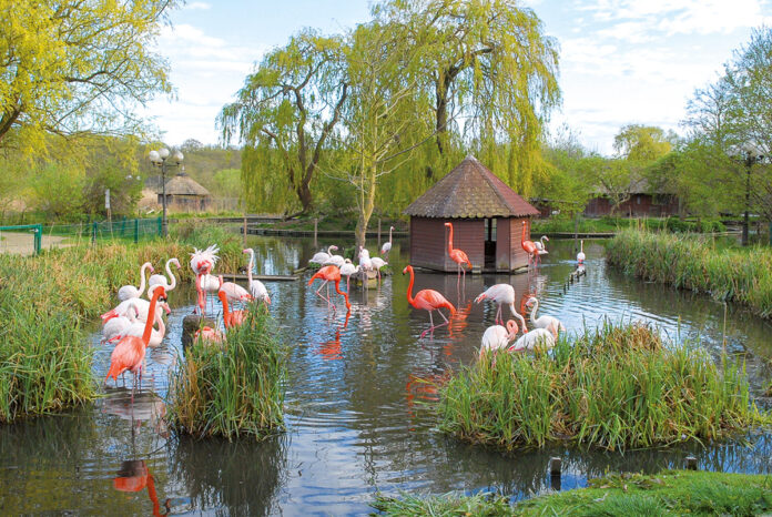 Ein buntes Wahrzeichen für den Park voller glücklicher Vögel: der Flamingo-Teich.